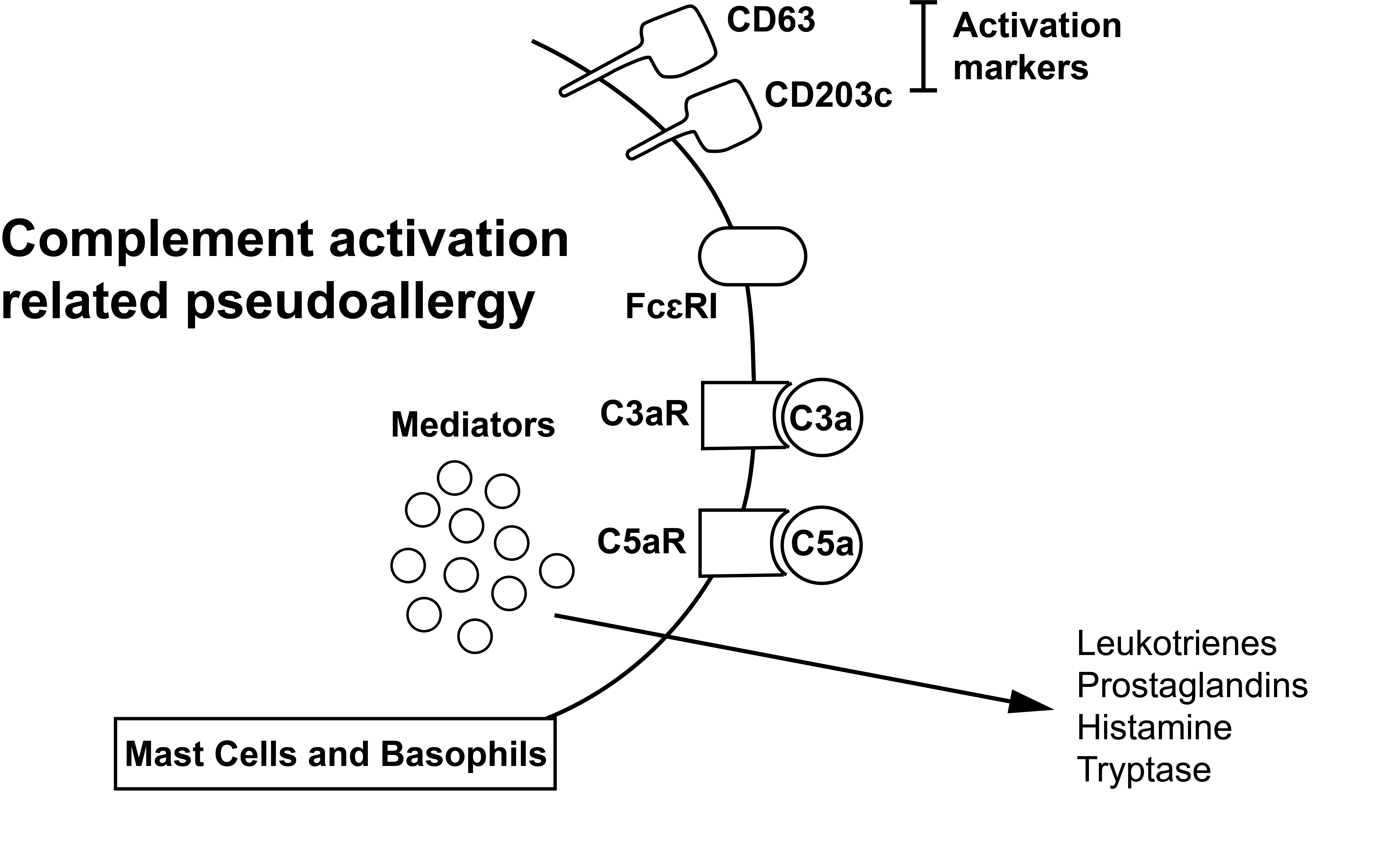 C3a and C5a can directly activate mast cells