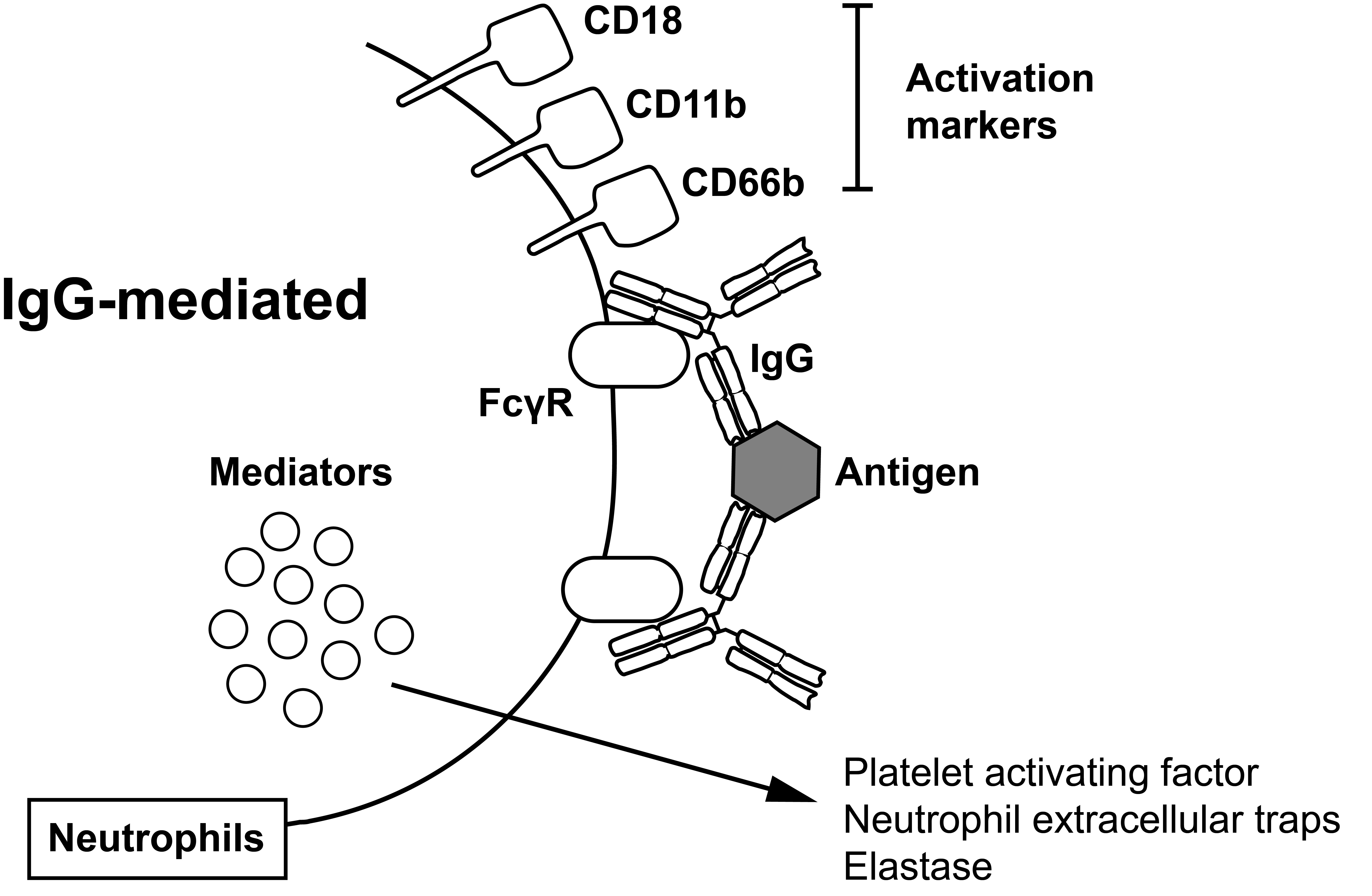 IgG-mediated immediate hypersensivity